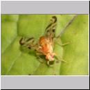 Acidia cognata - Bohrfliege 01c.jpg